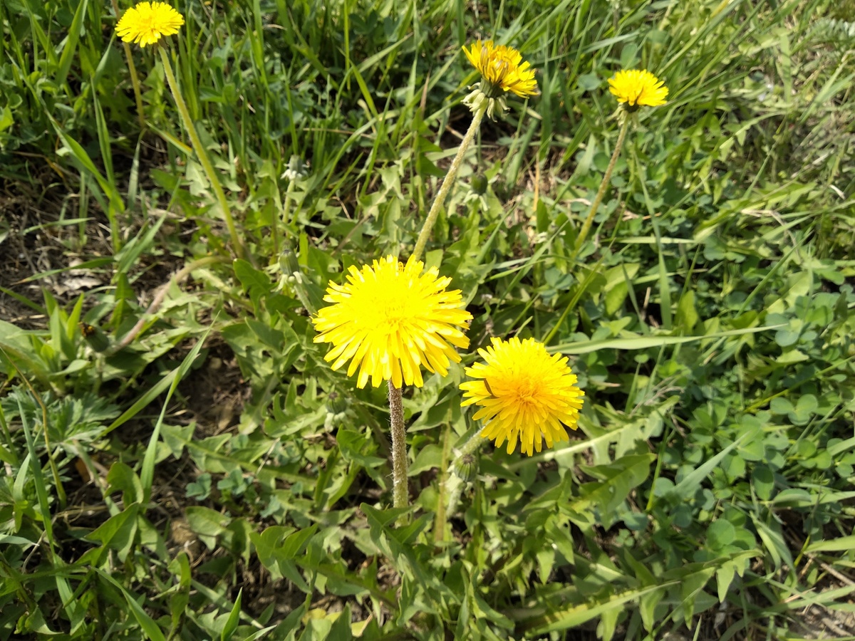 одуванчики. наконец-то. 