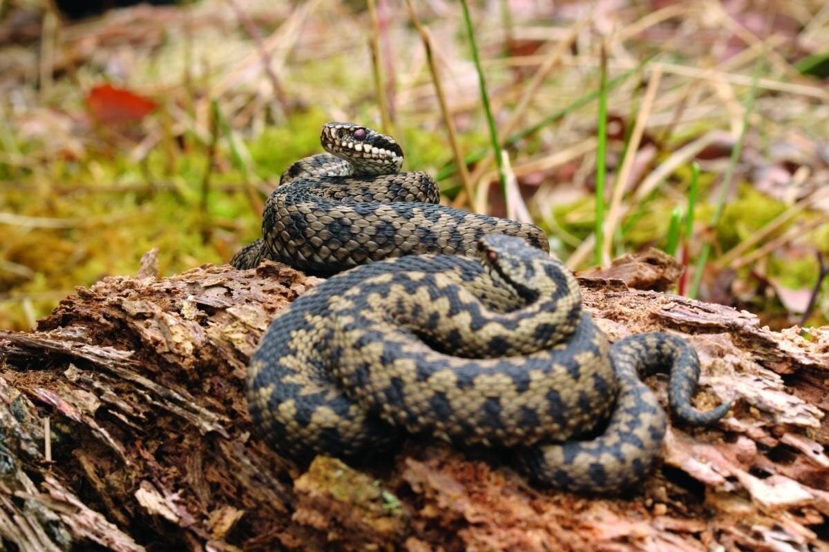 Змей подмосковья. Обыкновенная гадюка (Vipera berus). Обыкновенная гадюка - Vipera berus (Linnaeus, 1758). Обыкновенная гадюка (Vipera berus l.). Обыкновенная Северная гадюка.