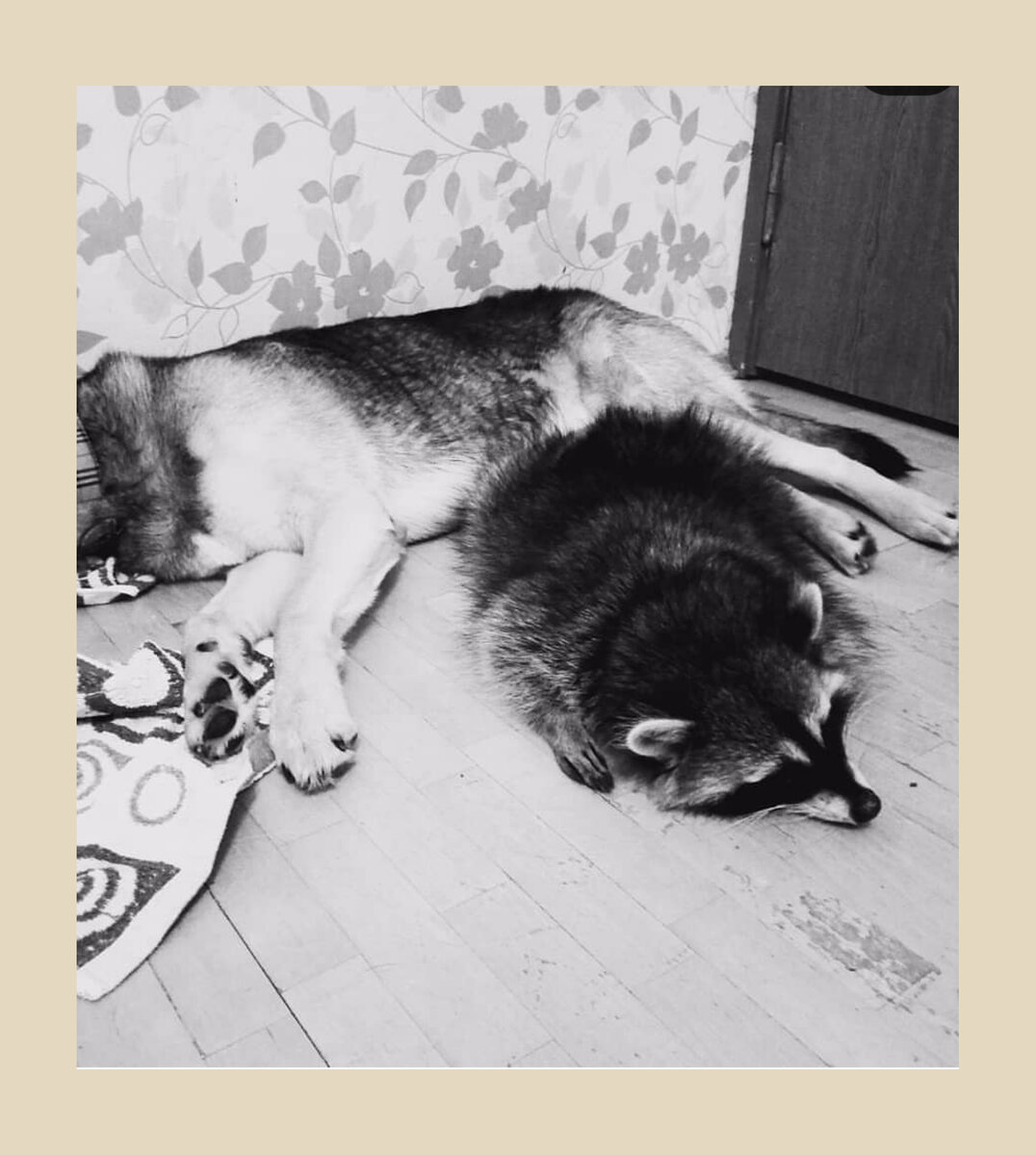 Спим после плотного ужина