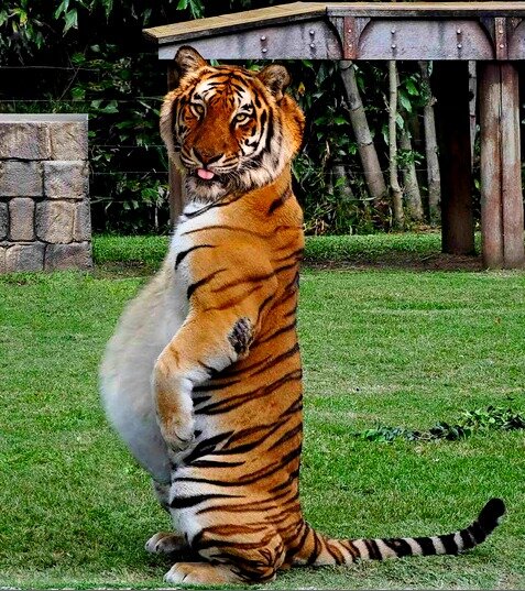 Помните Хазанова? "Тиграм мясо не докладывают..." А ведь правильно делали, что не докладывали!