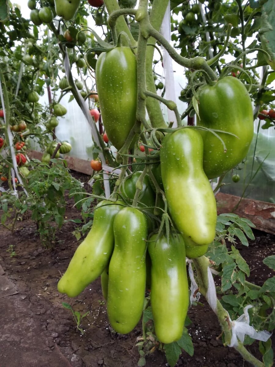 Аурия