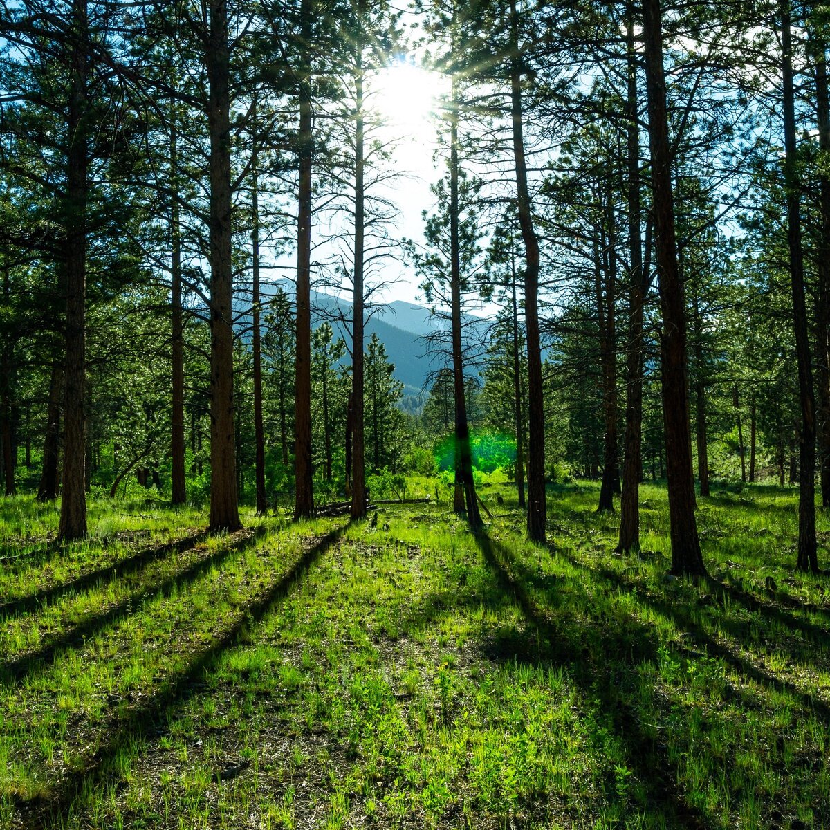 ПРИЛОЖЕНИЕ НАЗЫВАЕТСЯ APPBONUS 