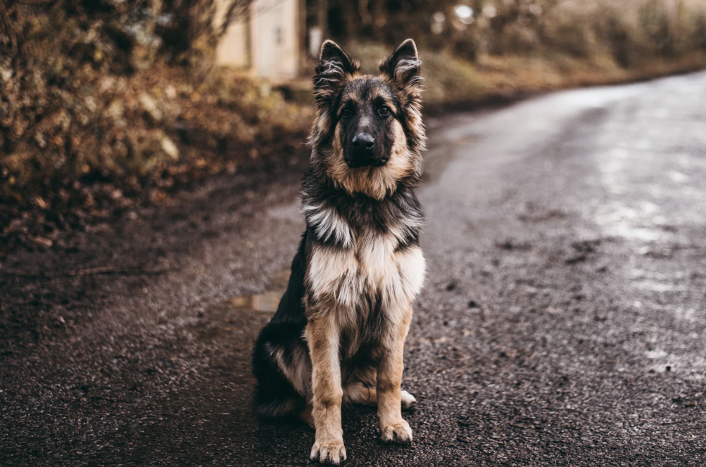 Я понимала и понимаю, что пёс видел во мне большее, чем я была для него на самом деле.