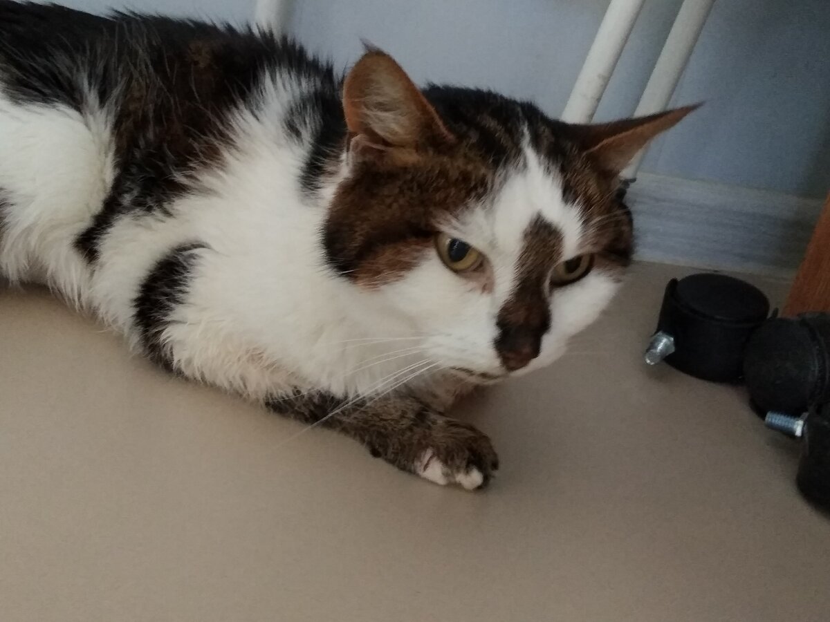 Кот "Барон" грустит