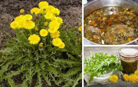 Лікарська кульбаба - рослина невибаглива, але містить добру половину хімічних елементів таблиці Менделєєва.