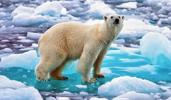 Белые медведи, определенно, не доживут до конца века без помощи человека (Яндекс Картинки)