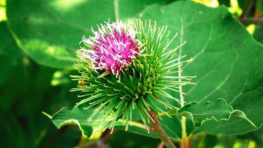 Лопух большой фото из интернета