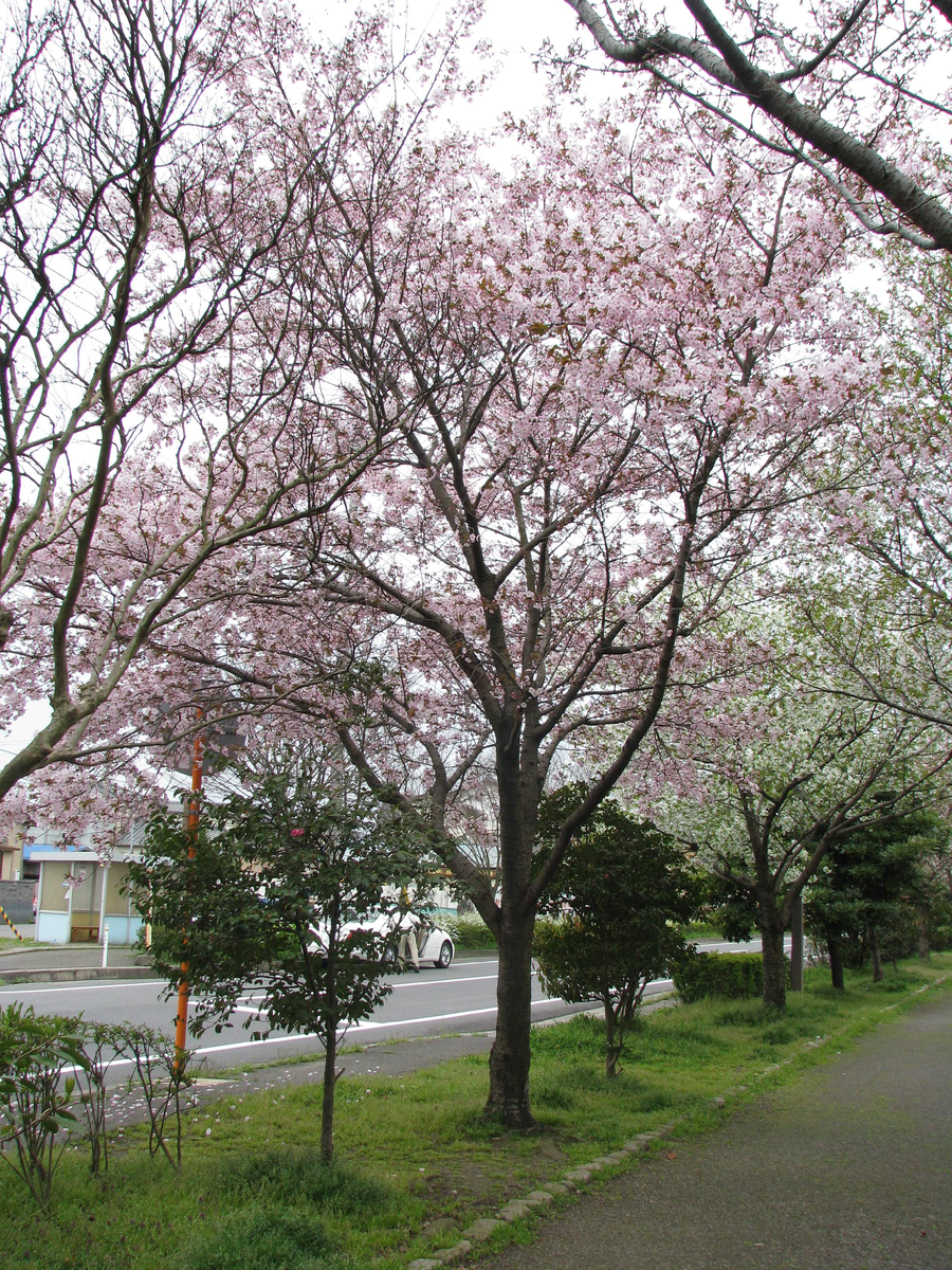 фото цветущей вишни-сакуры, как символ красоты и любви в этом мире