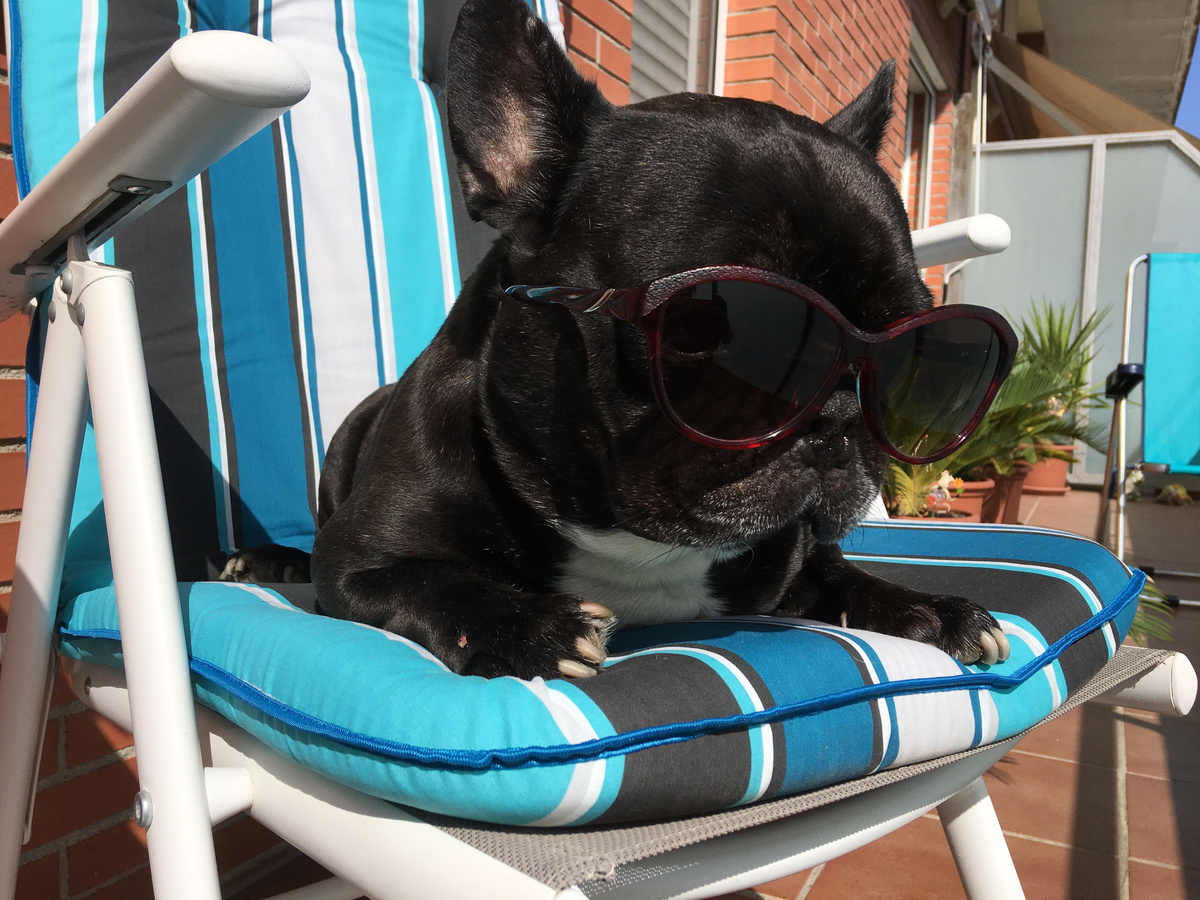 Тимоша. Фото Ирина Тесля.