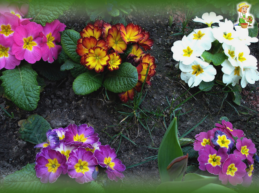 Примула. фото из открытых источников в интернете