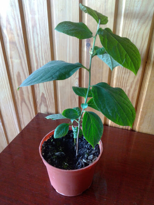 Вот такая красота выросла на подоконнике без особых хлопот