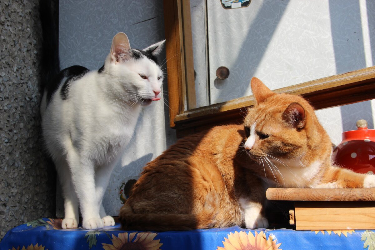 Лаврентий и Семен