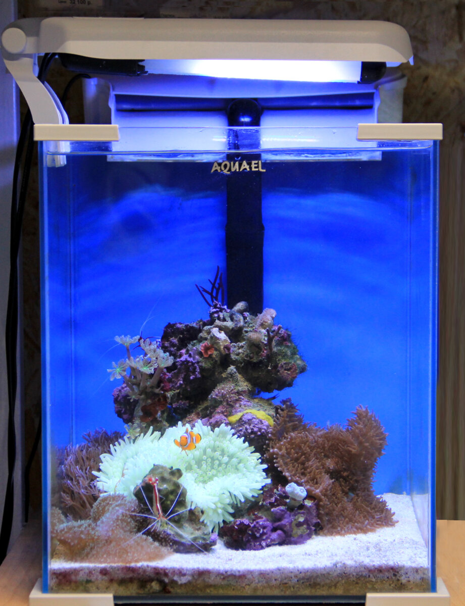 Аквариум морской Aquarium rifmax60