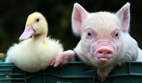 Фото: Яндекс