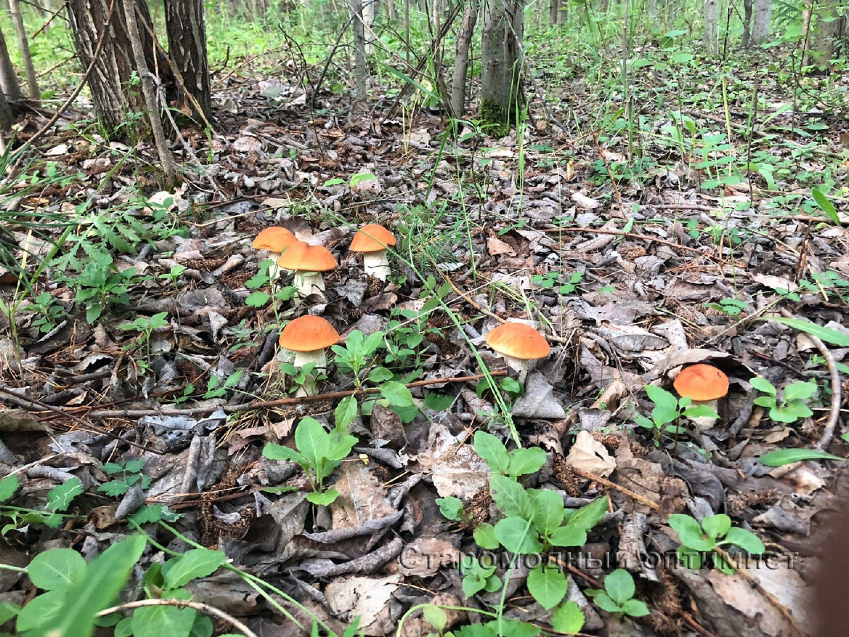 Подосиновики