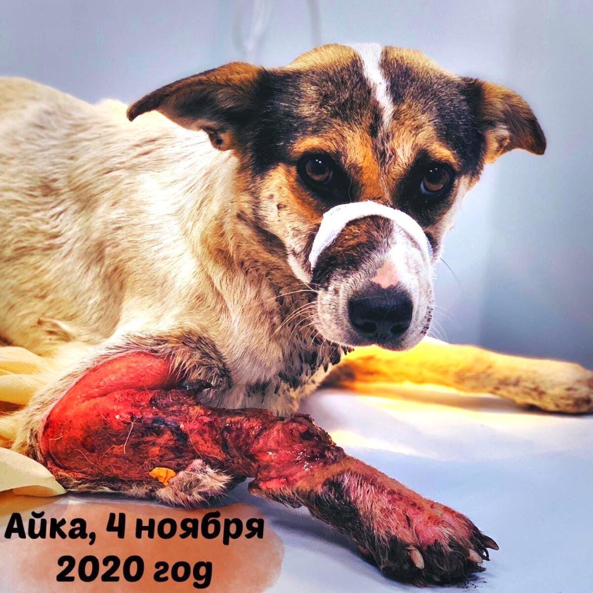 Айка, 4 ноября 2020 года