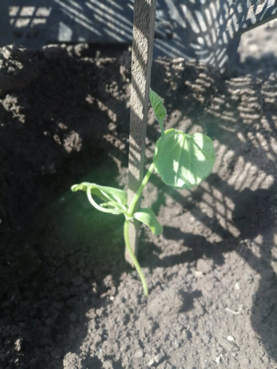 Саженец огурца в теплице