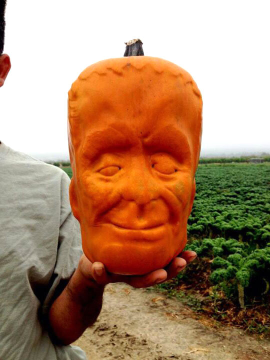 Тыква в форме головы