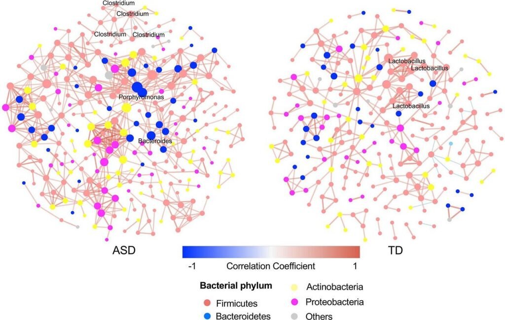 Бактериальная экологическая сеть кишечника у детей с РАС (слева) в сравнении с детьми с нормотипичным развитием (справа).
