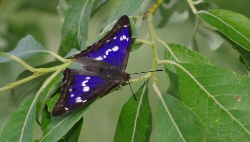 Переливница ивовая (Apatura iris ). 23.06.2019. Торжокский район, д. Воропуни. Фото С. Рысенковой