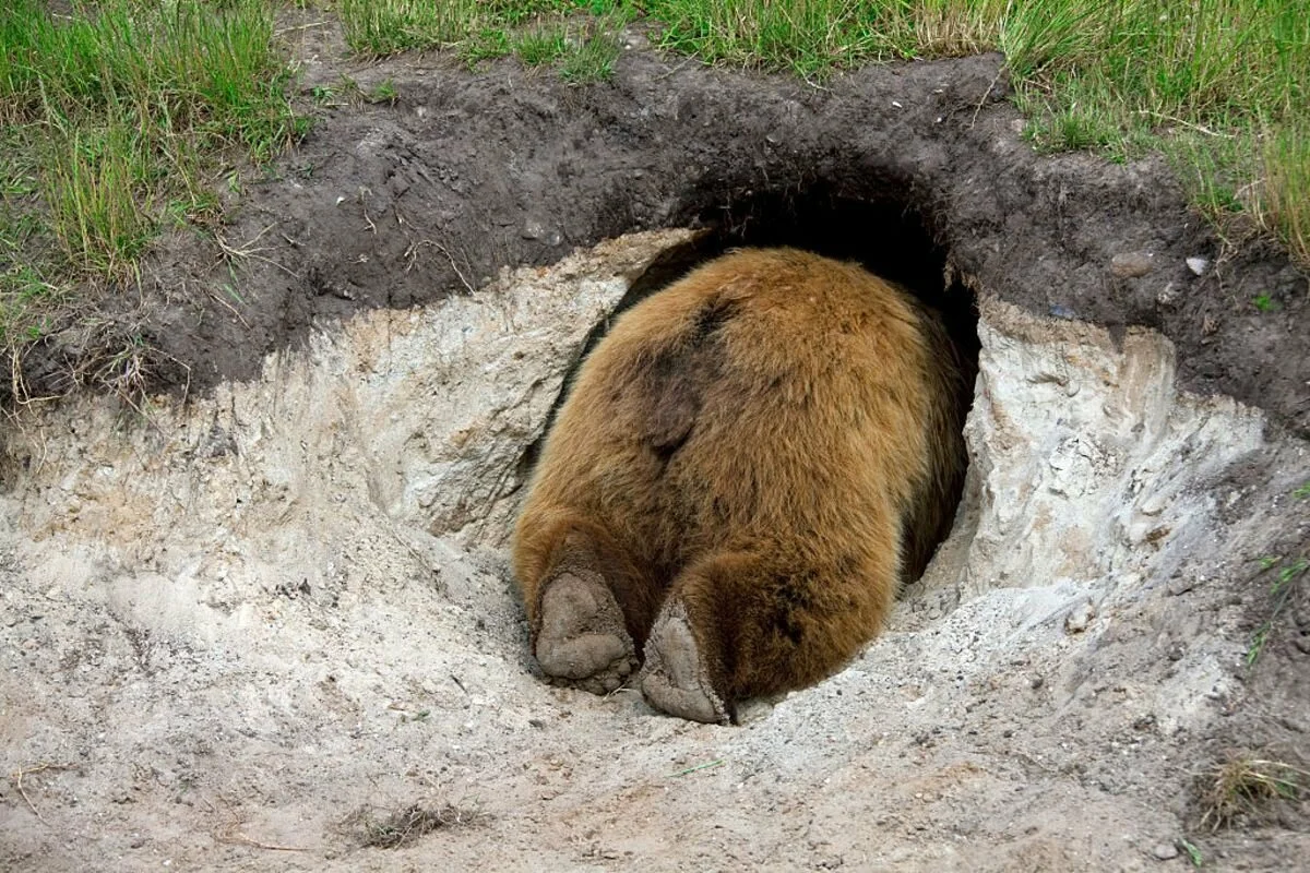 Свалился в сон без задних ног. Могу его понять. 