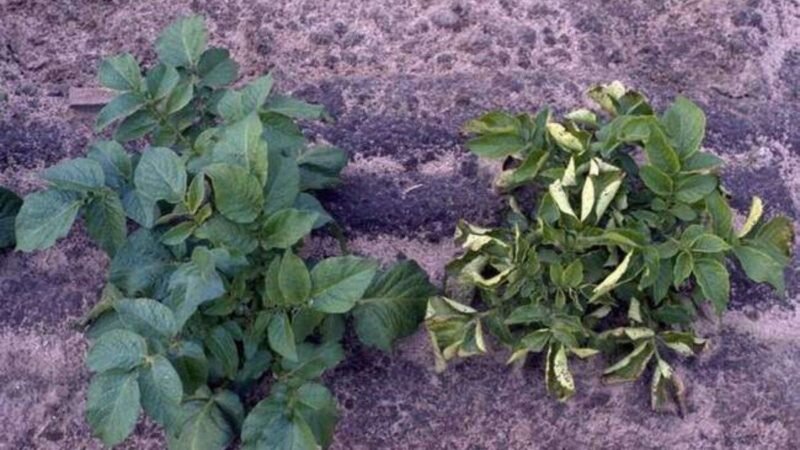 Скручивание листьев картофеля. Иллюстрация для статьи используется с сайта vosadu-li-vogorode.ru