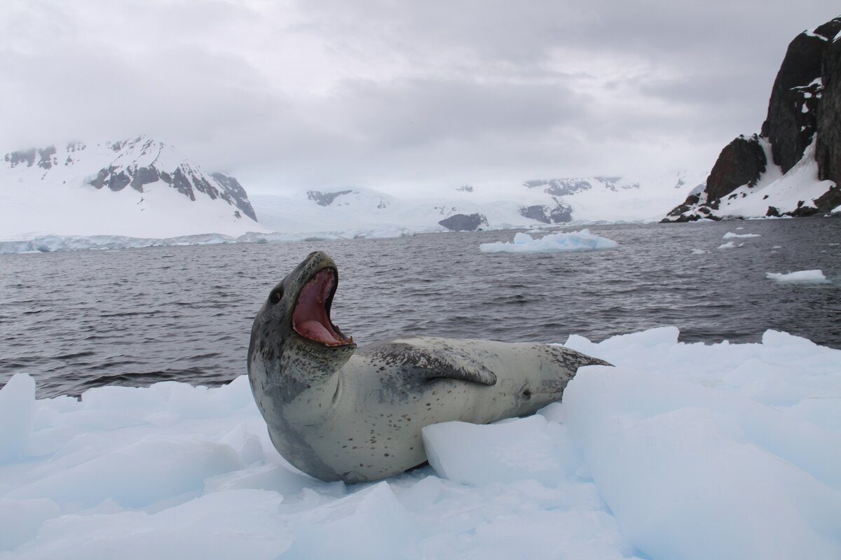 Морской леопард