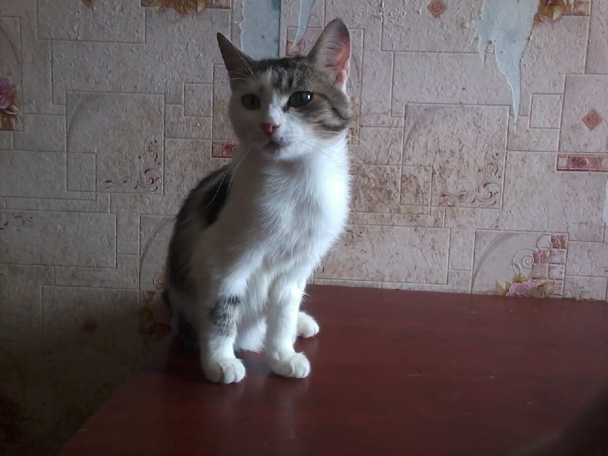 Всё это готовые к пристройству пролеченные и стерилизованные кошки. Посмотрите на худобу. Еды ровно столько,  чтобы протянуть ещё один день. 