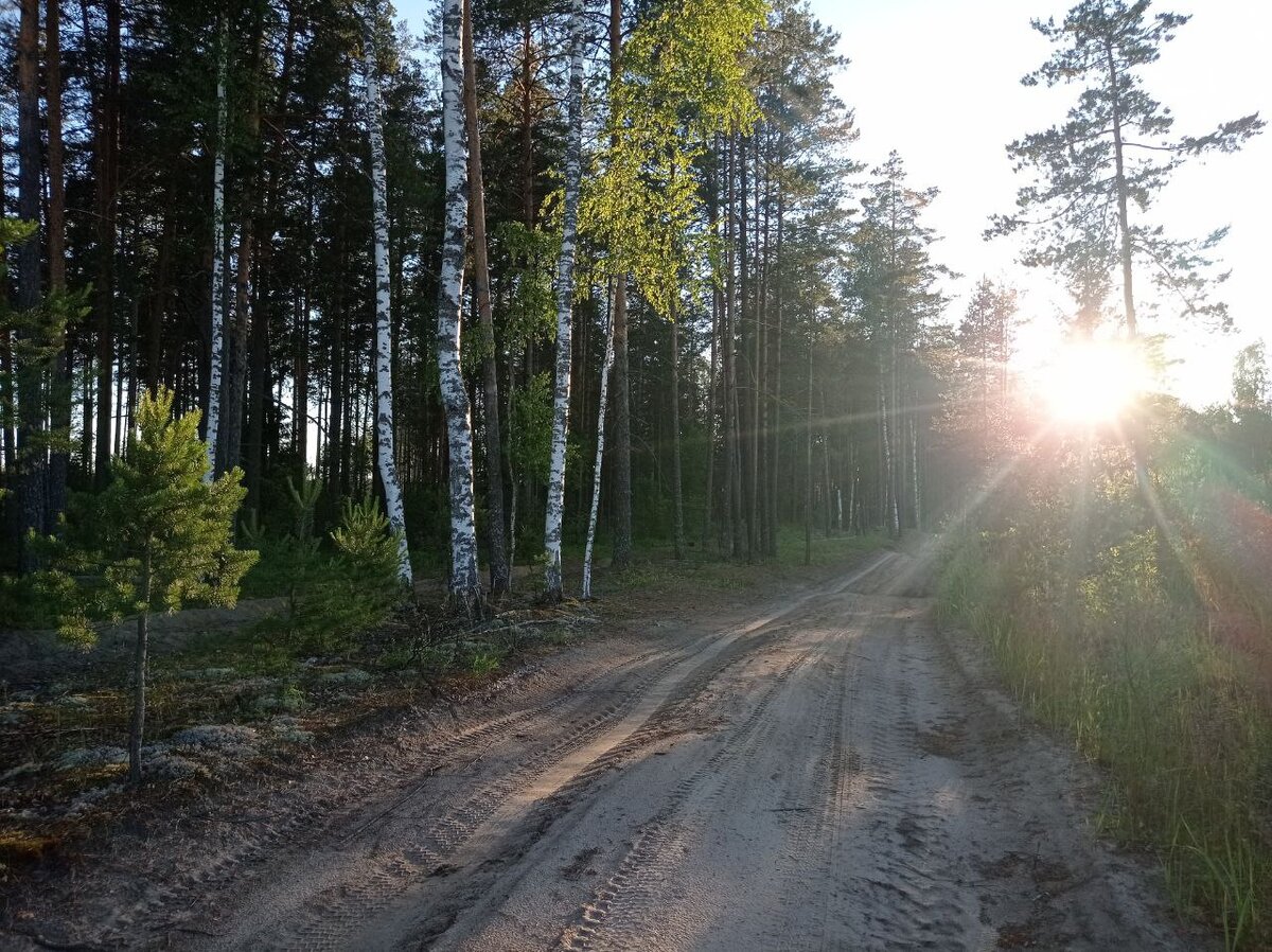 Лесной дорогой на встречу с совой