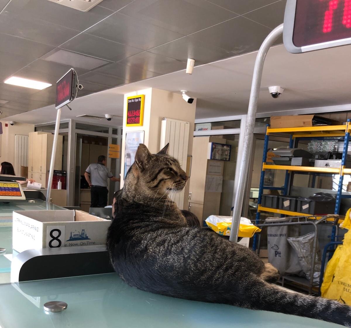 Кошка, хозяйка почты.