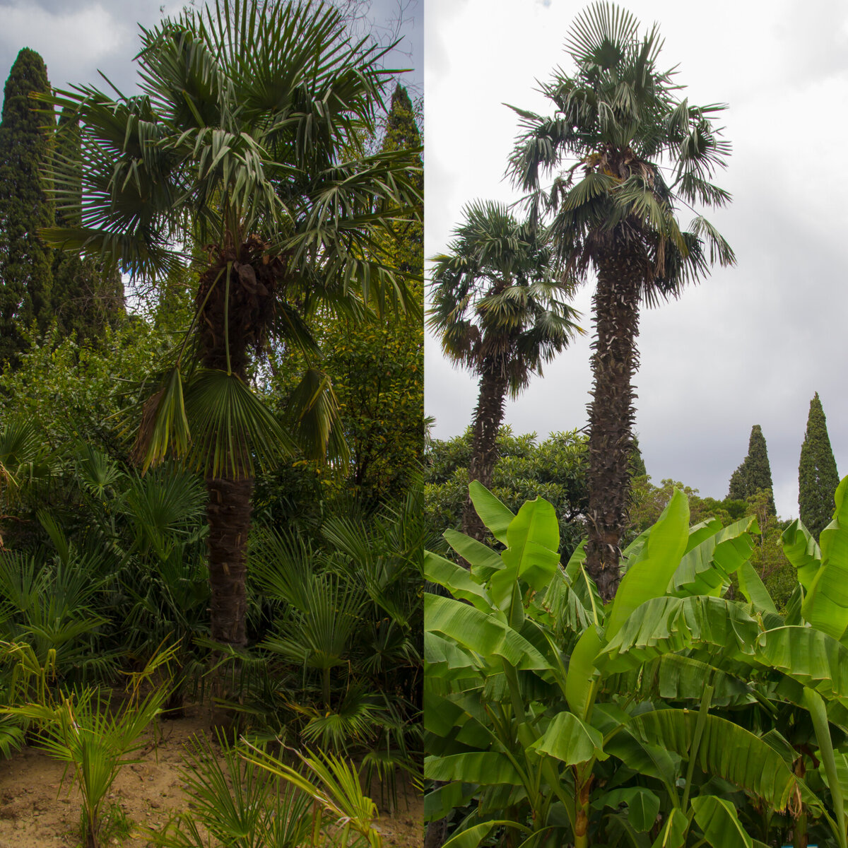 Пальма  тропическая