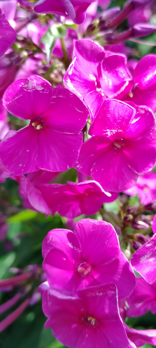 Фото автора. Флоксы, потрёпанные дождём. 