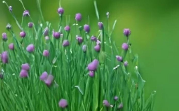    Многолетний лук