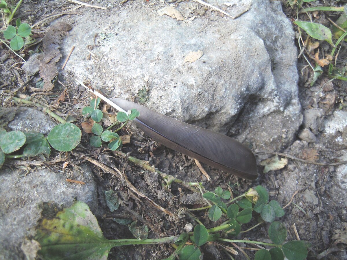 В этом 2023 году на упавшем листе бука заметил вот таких пушистиков. Часть их распушены, а некоторые как бы втянуты и похожи на бритвенные помазки. На обратной стороне листа вид такой.-16