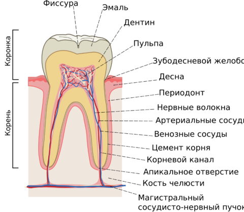  Строение зуба