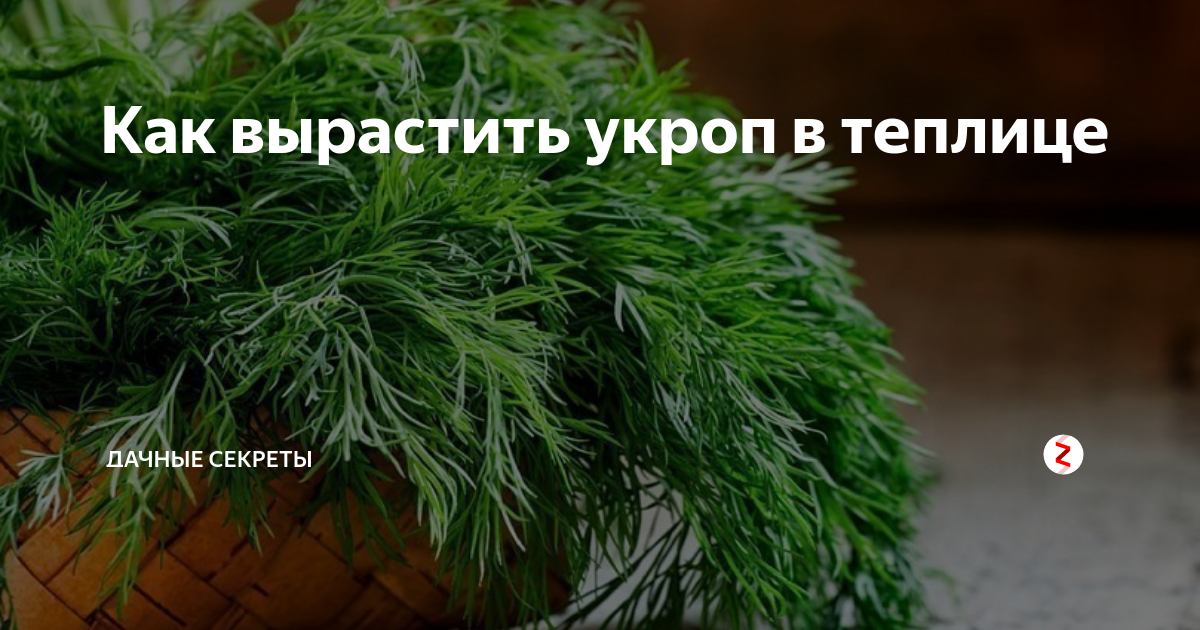 Укроп в теплице весной. Теплица с укропом. Укроп в теплице. Когда можно сеять укроп в теплице весной. Бизнес на укропе в теплице.