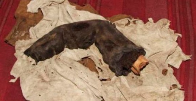 Палец длиной 38 см из Египта