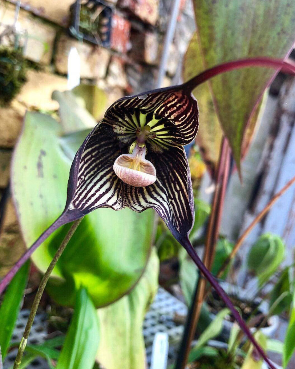 бородатая орхидея фото
