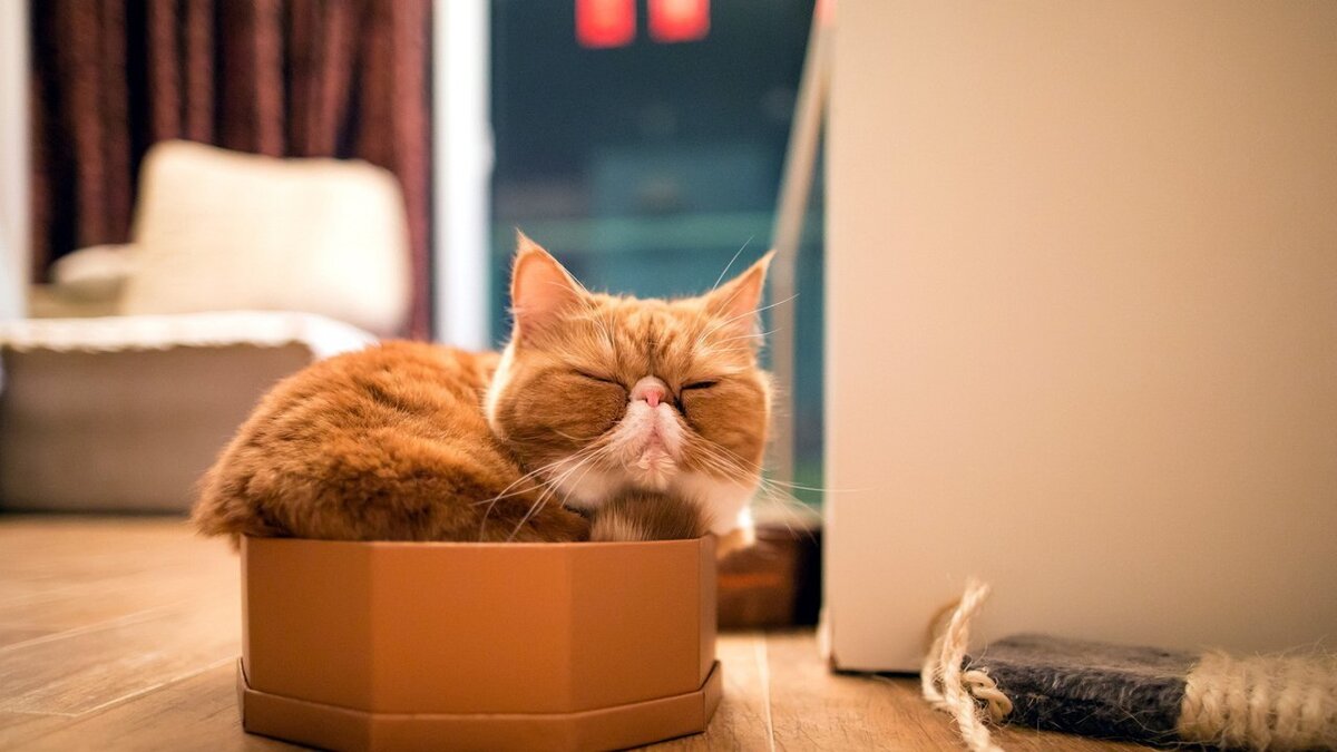     Все кошки обожают коробки. Хотя ученые придумали массу разумных объяснений этому явлению, страсть кошачьих к коробкам и пакетам всё еще кажется иррациональной – так она сильна.