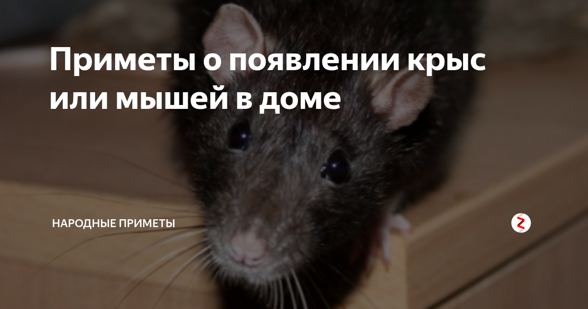 Забеги мышей. Мышь забежала в дом. Боязнь мышей. Мышка в доме примета.