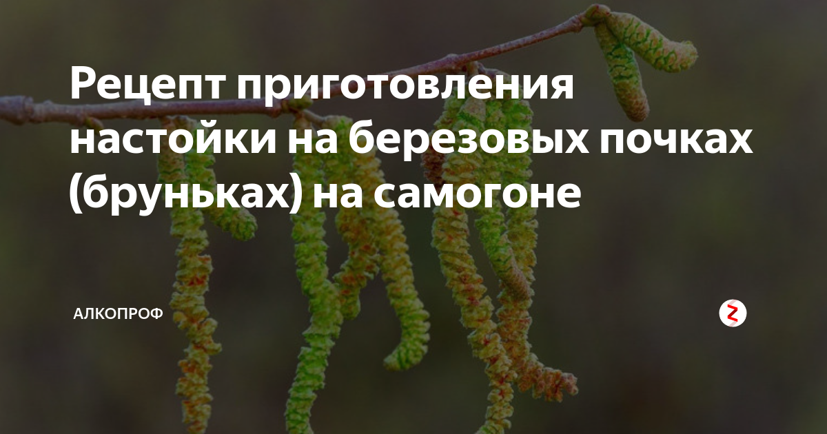 Рецепт приготовления настойки на березовых почках (бруньках) на самогоне | Алкопроф | Дзен