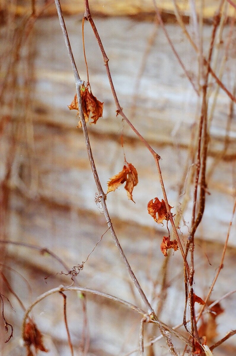 Просто чтобы разбавить горизонтальные фотографии. Вообще это плющ, который краснеет к осени, но не тот, что становится ярко-красного цвета, а скорее багряно-фиолетовый.