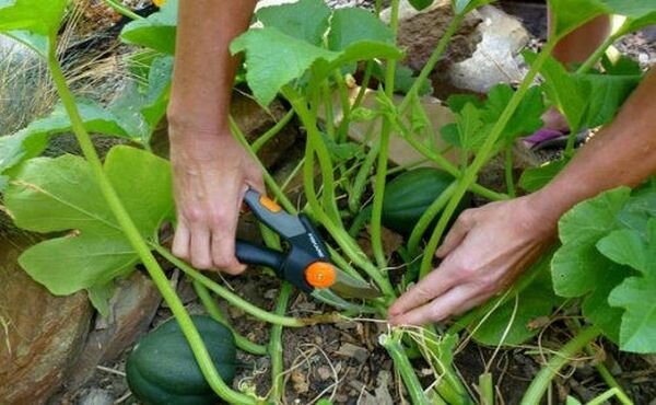 Как и чем подкормить тыкву в открытом грунте для хорошего урожая