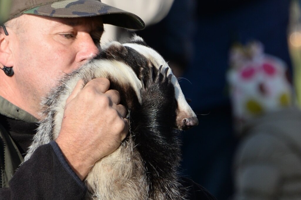 Барсук местный. Он в Тате что-то вроде сурка Фила, но подробностей я не знаю.

