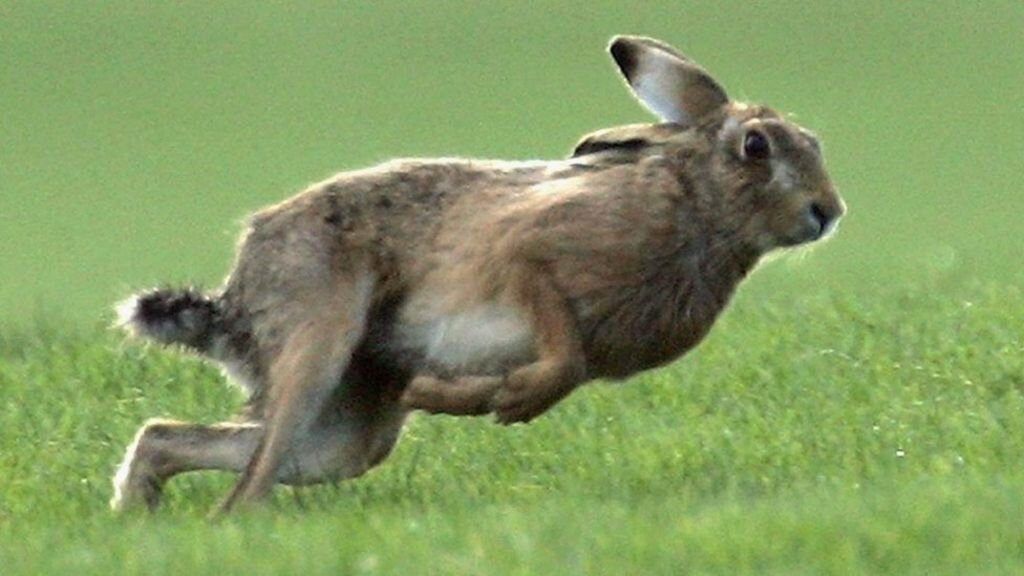 Заяц убегает от хищника. Прижимает уши что бы они не создавали сопротивление воздуха и не уменьшали скорость бега