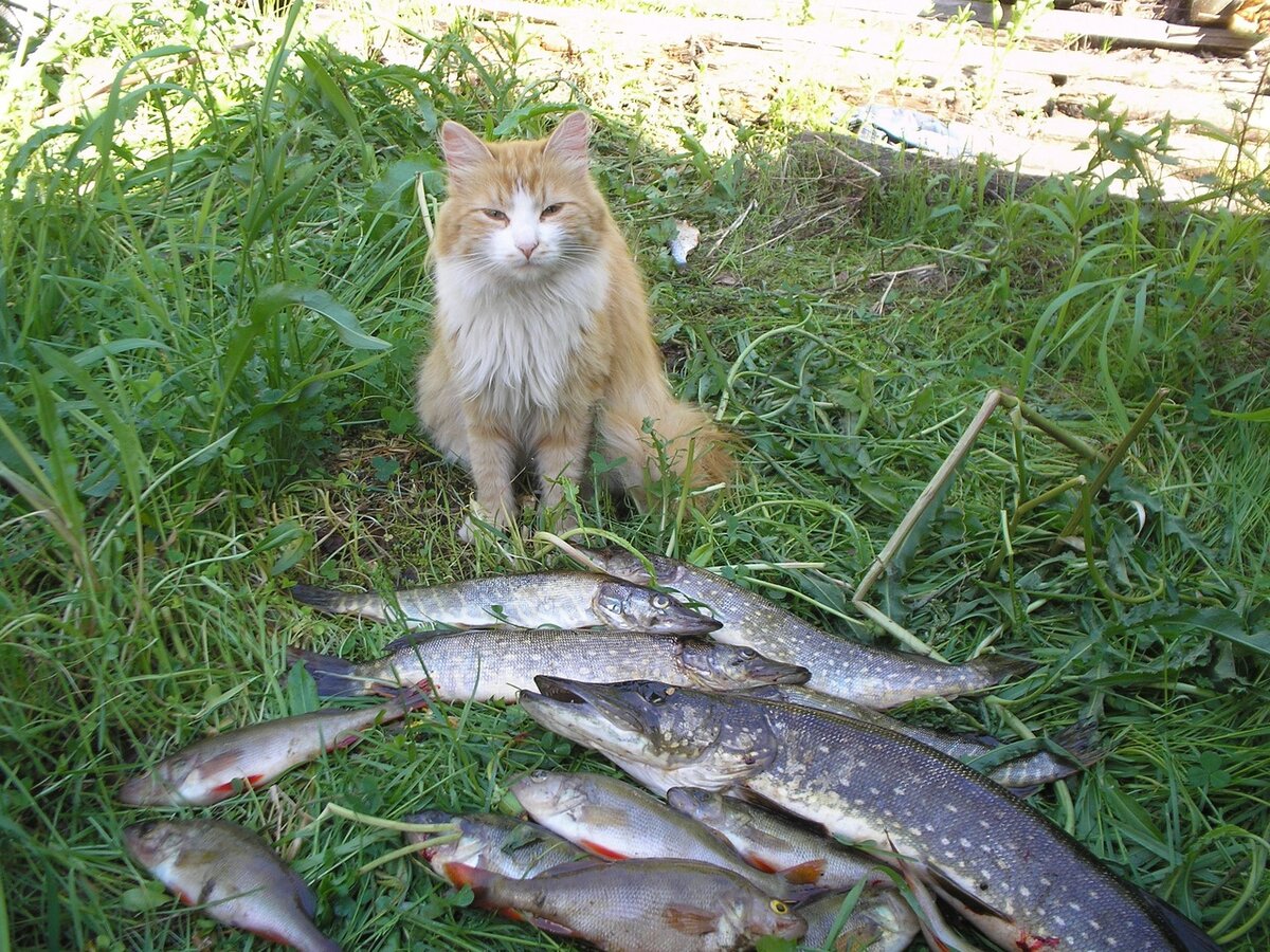 Вот и некоторые коты не хотят кушать рыбу )))