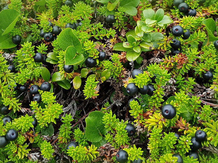 брусника (vaccinium vitis-idaea). особенности природы пензенской области. пахистима миртоносная. стелющийся кустарничек. шикша- водяника, вороника.