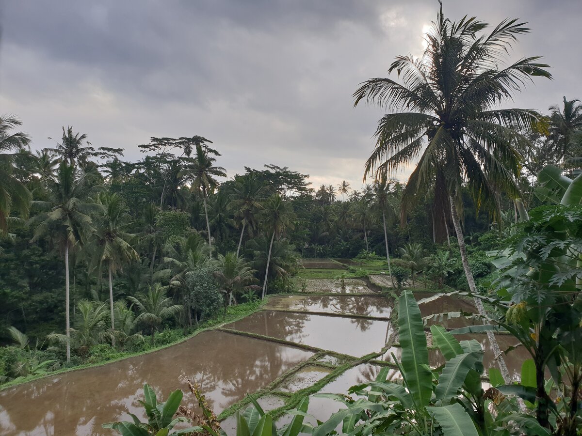Заблудились по дороге обратно и набрели на рисовые поля