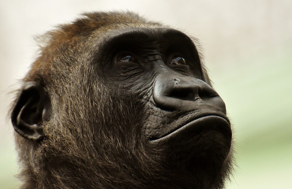 Фото: pixabay.com