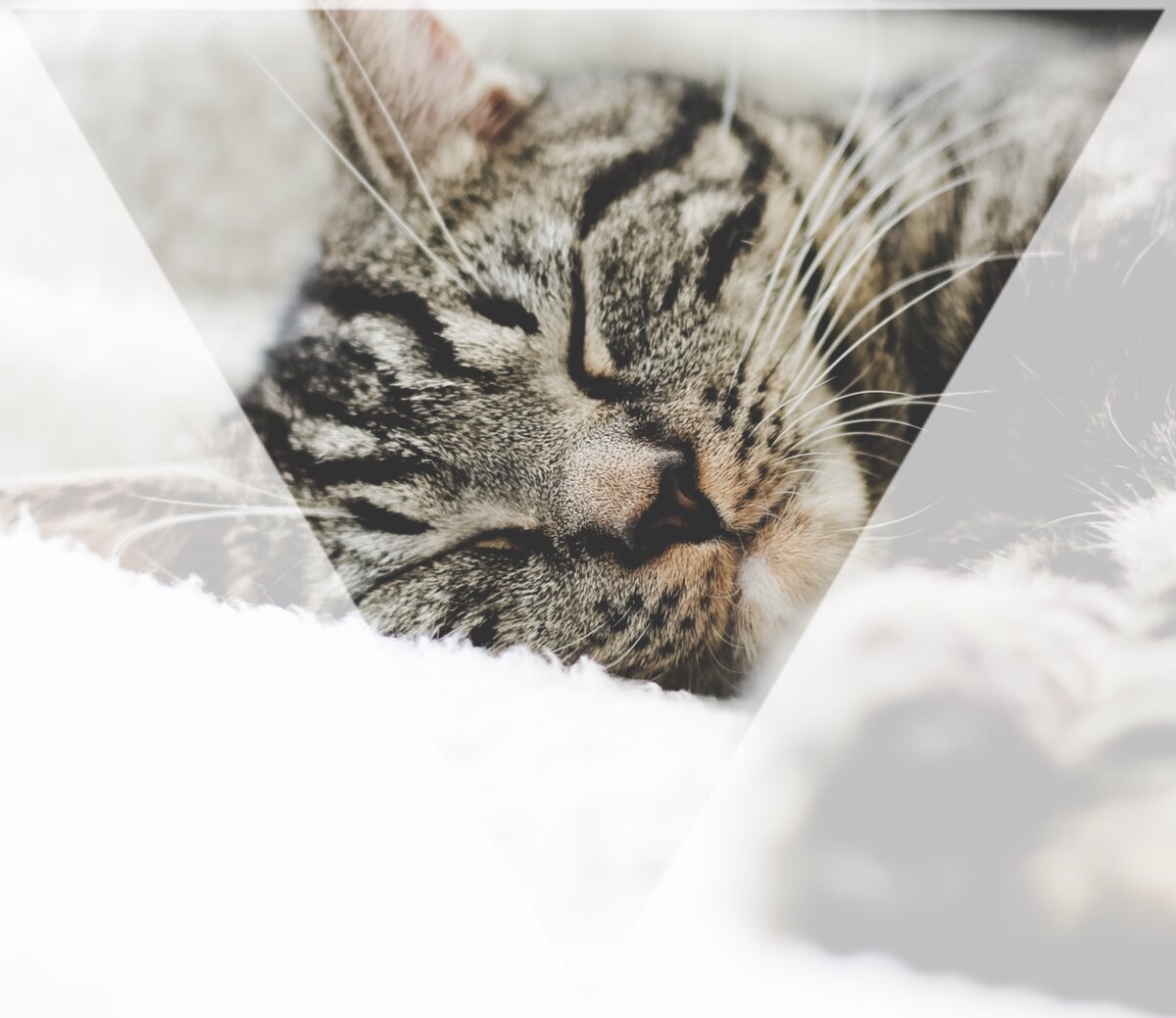 Фото с unsplash.com